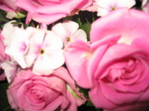 Pink Roses von Anne Rösner-Langener