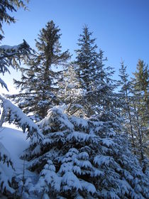 Winter in den Bergen von Anne Rösner-Langener