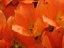 Orangefarbene Tulpen von Anne Rösner-Langener