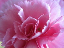 Großaufnahme einer aufgeblühten rosafarbenen Nelke by Anne Rösner-Langener