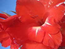 Blüte roter Gladiole von Anne Rösner-Langener