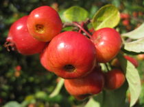 Rote Beeren im Herbst von Anne Rösner-Langener