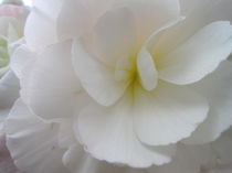 Großaufnahme einer weißen Blume von Anne Rösner-Langener