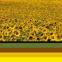 Colours of Sunflowers von safaribears