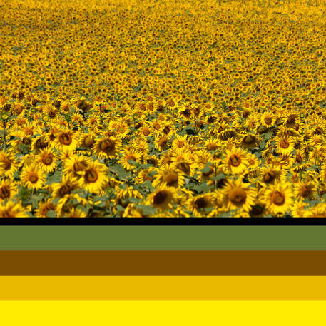 Sunflower-colours