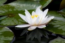 Nymphaea alba by Andrea Meyer