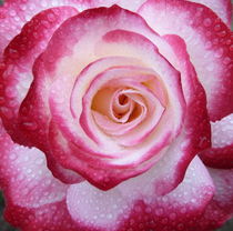 Rose zweifarbig by regenbogenfloh