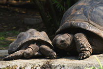 Aldabra-Riesenschildkröte by photofreak