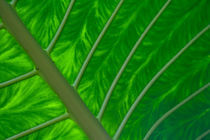 Palmblatt by photofreak