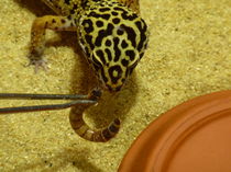 Leopardengecko mit Frühstück -Eublepharis maculari von regenbogenfloh