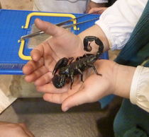 Skorpion in Kinderhand by regenbogenfloh