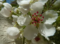 Birnenblüten -Pyrus communis von regenbogenfloh