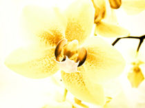 Orchidee  by Städtecollagen Lehmann