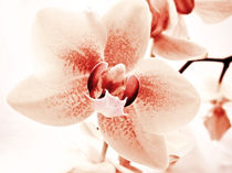 Orchidee  von Städtecollagen Lehmann