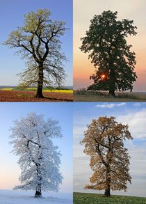 Jahreszeiten by Wolfgang Dufner