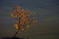 Herbstleuchten am Gipfel by Wolfgang Dufner