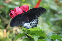 Schmetterling in Schwarz von Michaela Hübner
