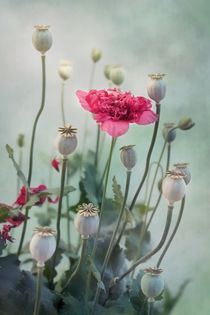 'Pods, Buds & Flowers' von Priska  Wettstein