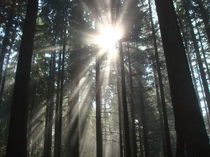 Licht im Wald von Marion Gaber