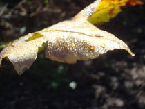 Goldtropfen auf Herbstblatt