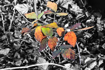 Herbst Farben auf Gleis 8  by burnski