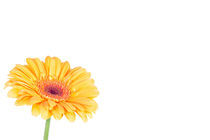 Gelbe Gerbera Blume Freigestellt von burnski