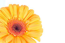 Gelbe Gerbera Blume Freigestellt II von burnski