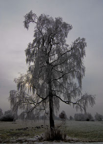 Baum by Hubert Hämmerle