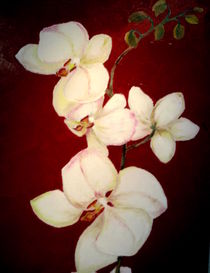 Orchidee von ERIKA FUSS