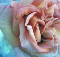 Rose by Ilona Metscher
