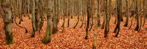 Herbstwald von Karin Stein