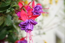 lila Blüte von Robert Peters