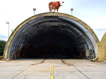 Kuh auf Hangar by Norbert Hergl