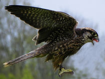 Falcon by Norbert Hergl