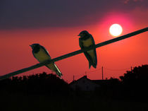 Birds on a wire by Norbert Hergl