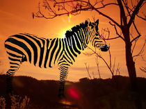 Zebra am Abend - Zebra in the evening von Norbert Hergl