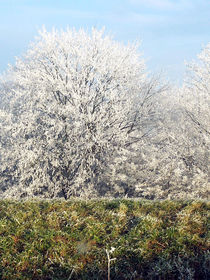 Frostige Bäume - Frosty Trees von Norbert Hergl