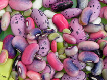 Bunte Bohnen - Colored Beans by Norbert Hergl