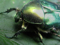 Beetle von bibi03
