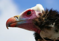 vulture von laakepics