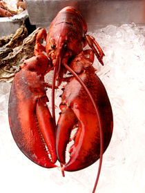 Happy Lobster von Thomas Mick