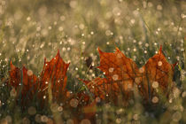 Herbstlicht by Jana Behr