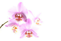 Orchideenrispe von Jana Behr