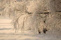 Winterwonderland by Jana Behr