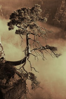 Mystic tree by Jana Behr