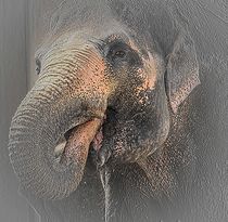 Elephas maximus - by artpic