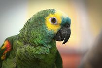 papagei von artpic