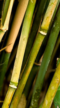 Bambus von friedel