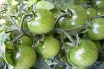 grüne tomaten II von wohnzimmerkunst