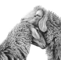 Kuschelnde Schafe by Annette Kretzschmar